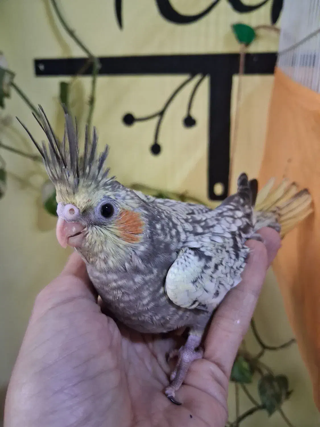 فروش عروس هلندی|پرنده|بندر انزلی, آخرخط|دیوار