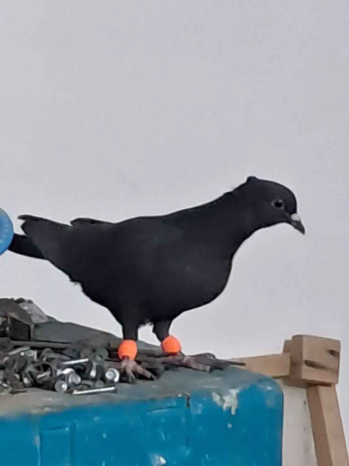 کرمونی|پرنده|تربت‌حیدریه, حاجی یار‎|دیوار