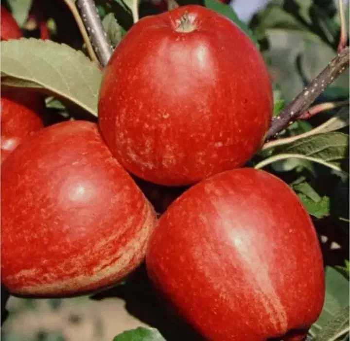 نهال سیب گالا|خدمات باغبانی و درختکاری|هشترود, |دیوار