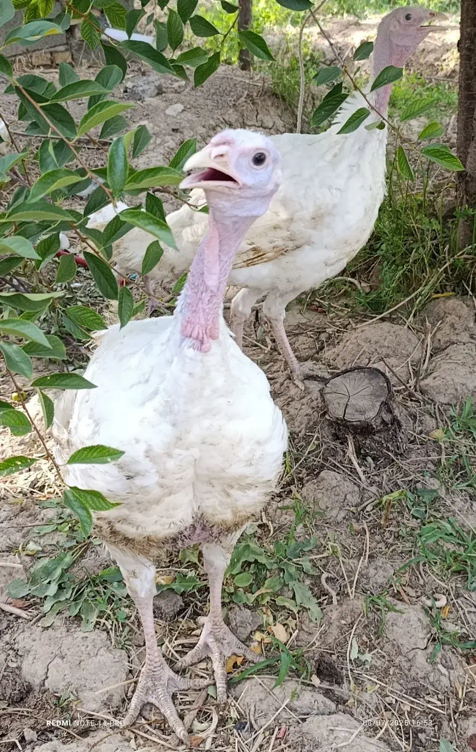 فروش ویژه بوقلمون گوشتی|حیوانات مزرعه|شاهرود, |دیوار