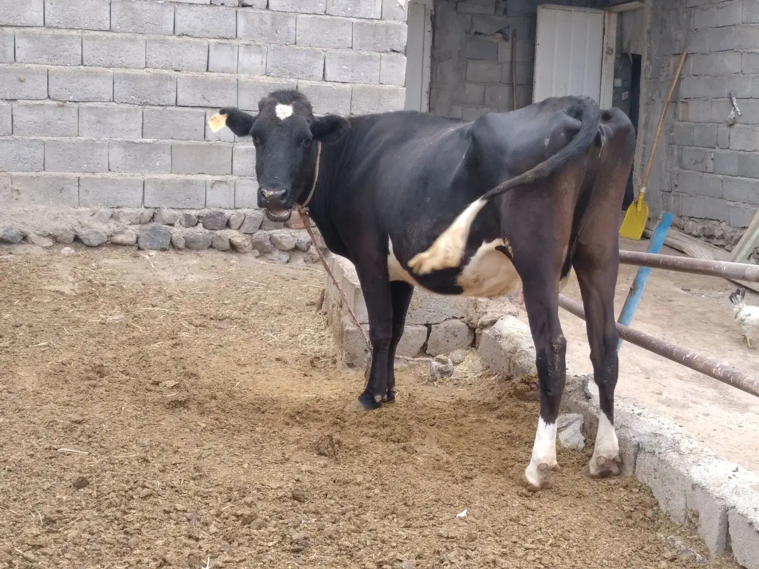 گاو و گوساله|حیوانات مزرعه|تبریز, |دیوار