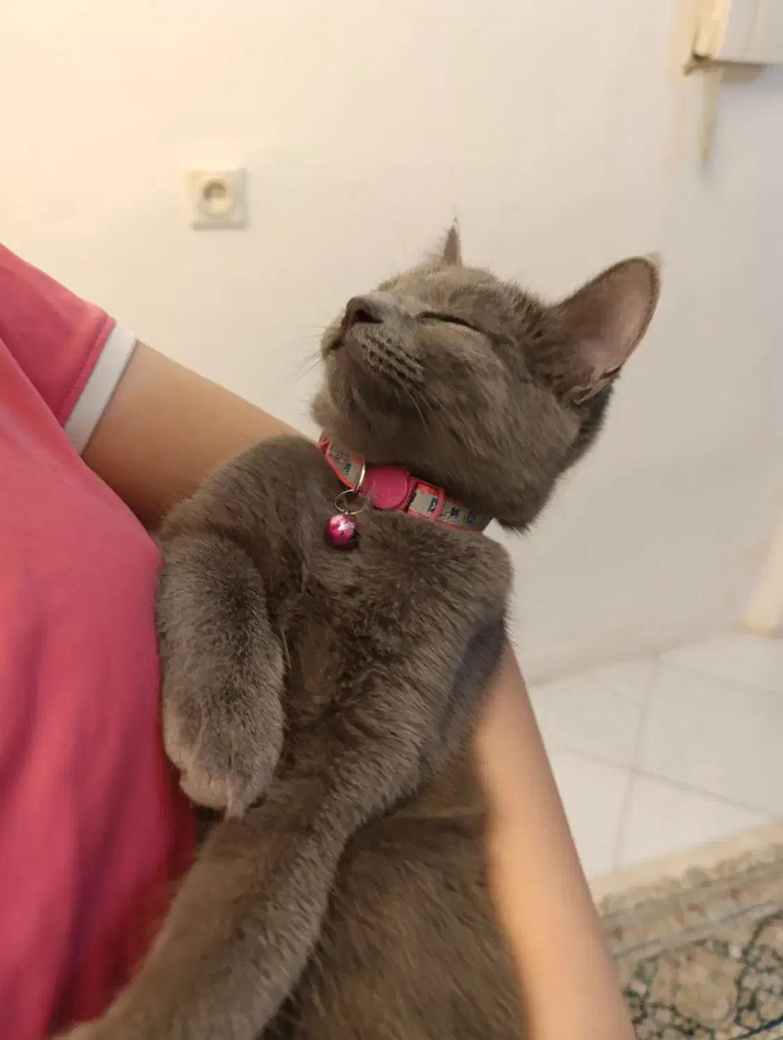 گربه اسکاتیش|گربه|تهران, سازمان برنامه جنوبی|دیوار