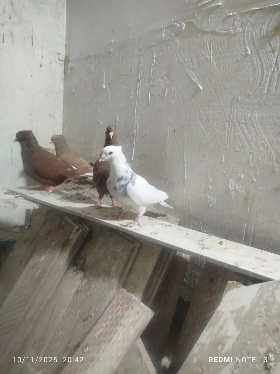 چند عدد کبوتر رنگی دم سفید|پرنده|خرم‌آباد, |دیوار