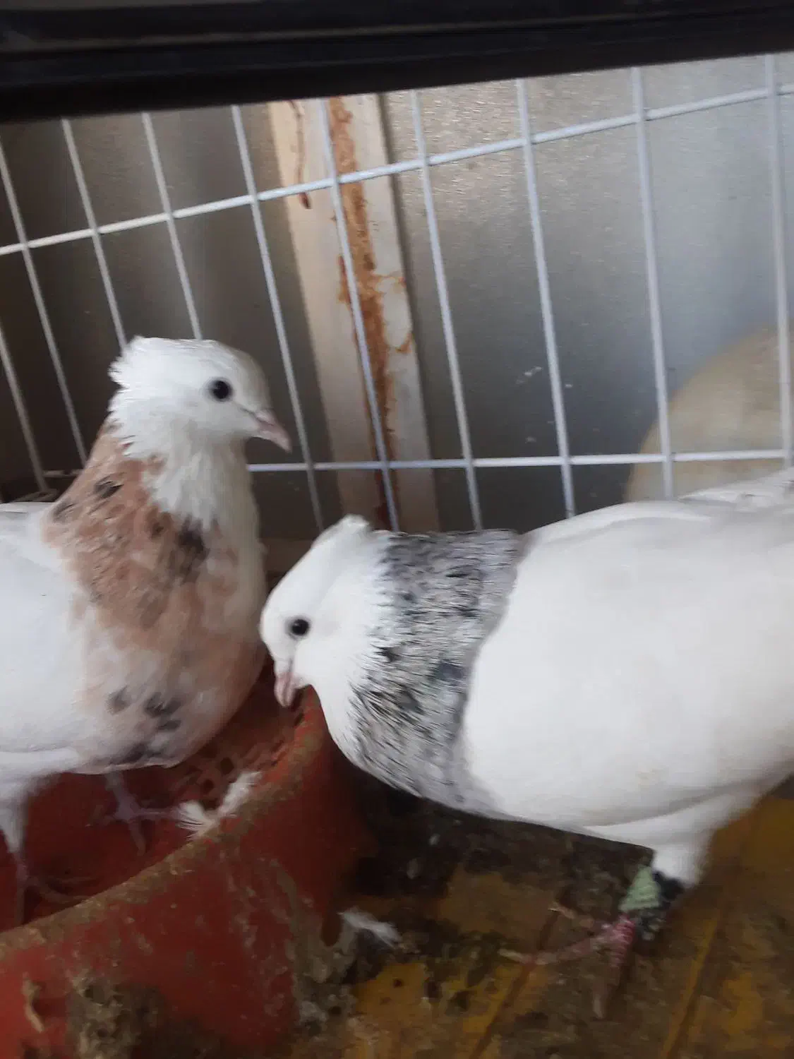 طوقی|حیوانات|مسجد سلیمان, |دیوار