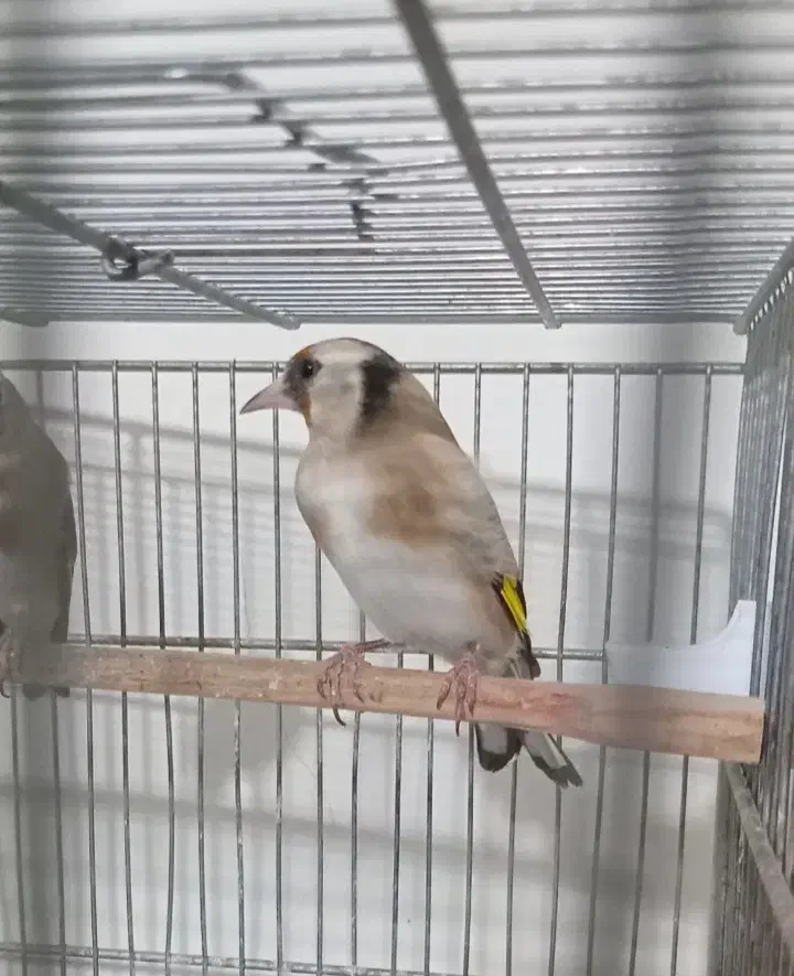 سهره ماده...مست و جوجه سهره|پرنده|ری, شهرک نظامی|دیوار