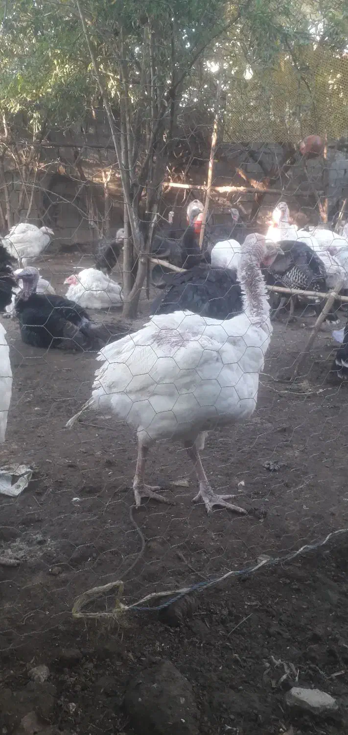 بیوتی کاملا ارگانیک|حیوانات مزرعه|جویبار, |دیوار