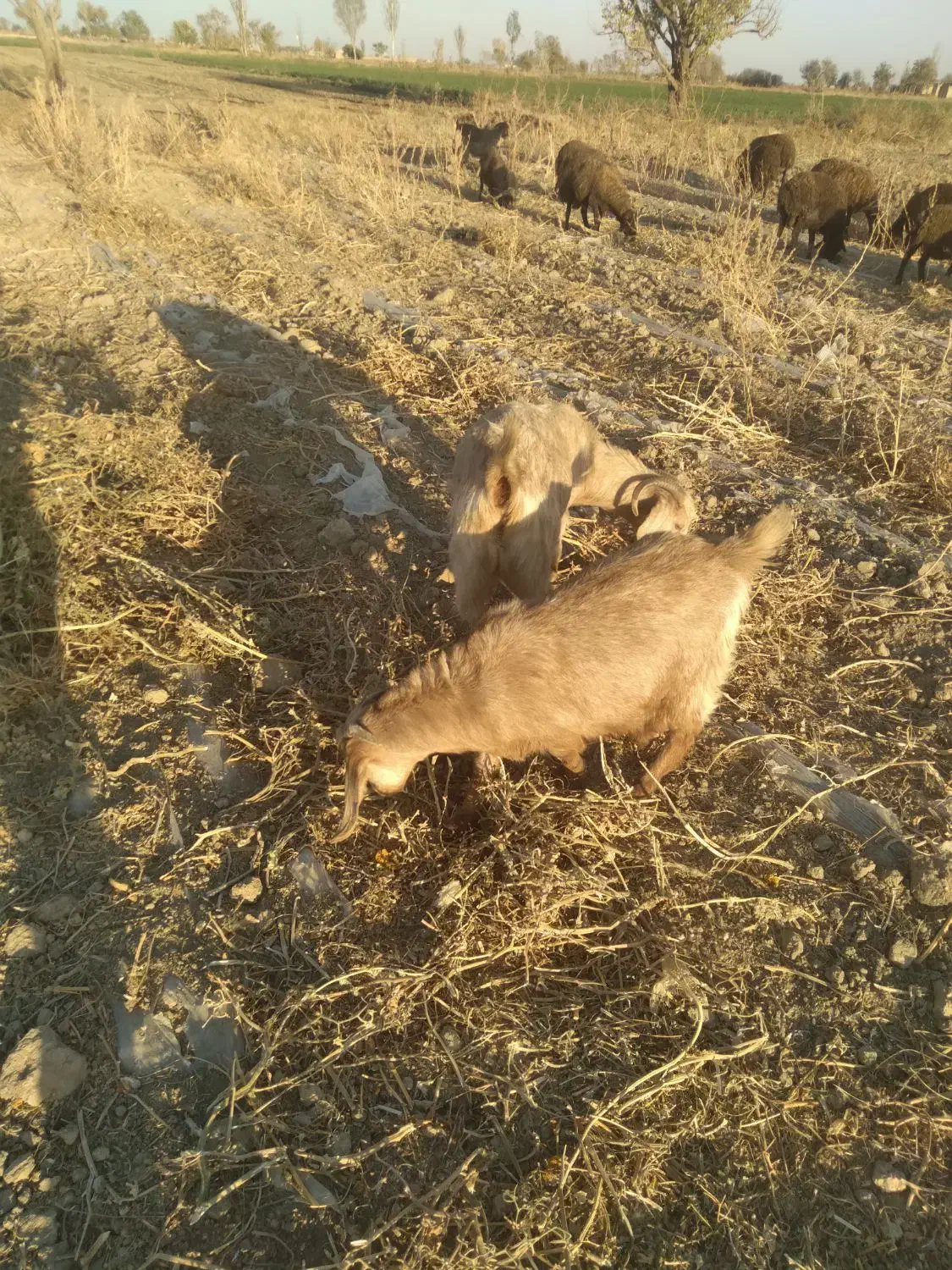 بز و بزغاله|حیوانات مزرعه|لالجین, |دیوار