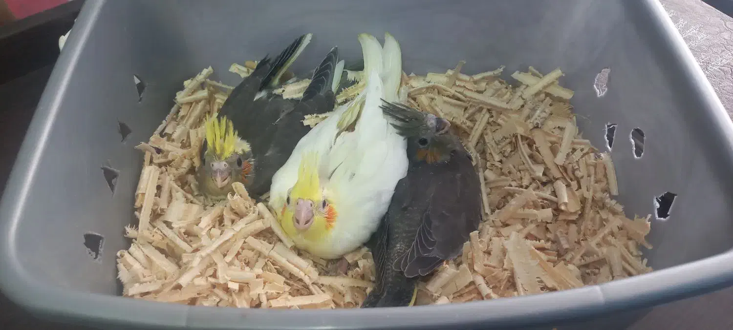 جوجه عروس هلندی سرلاکی|پرنده|پارس‌آباد, |دیوار