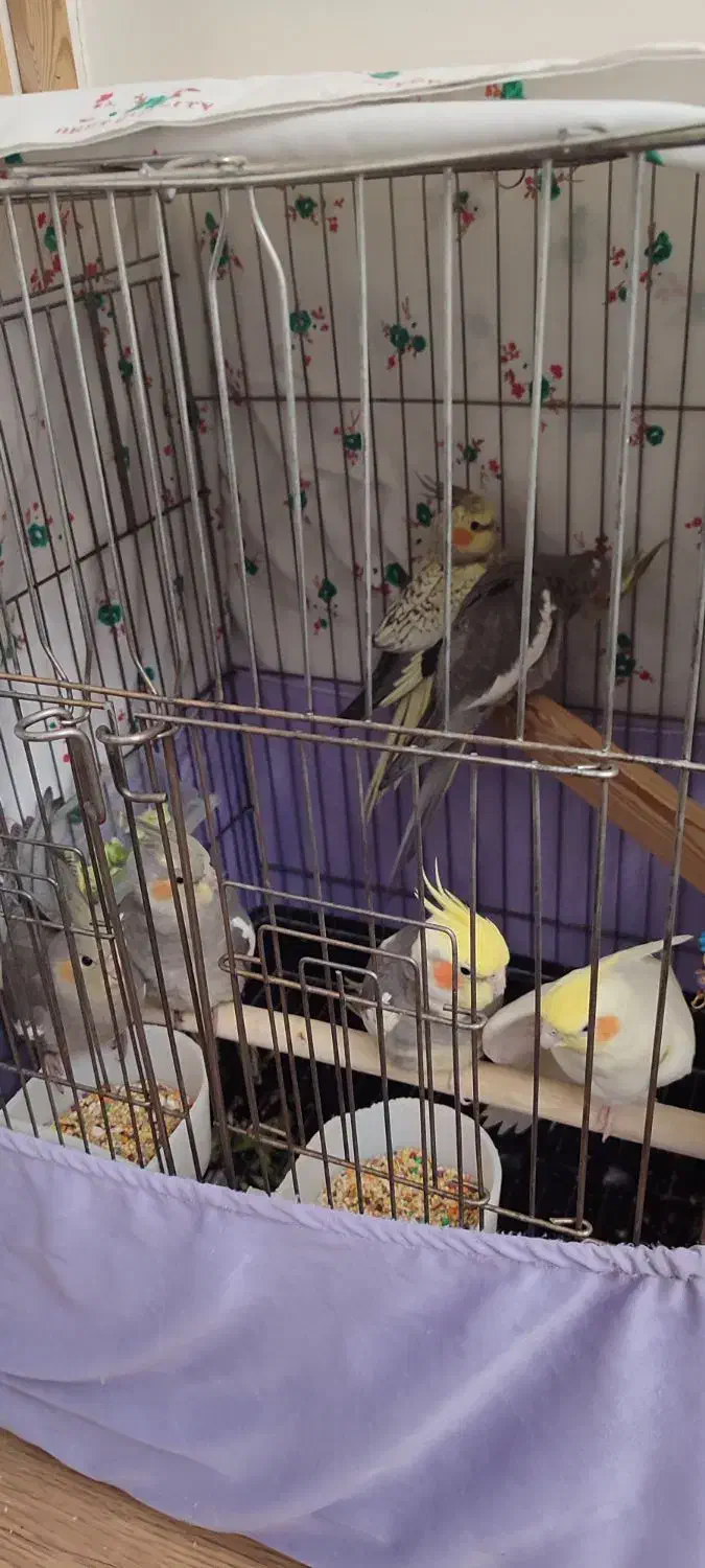 عروس هلندی|پرنده|کرج, عظیمیه|دیوار