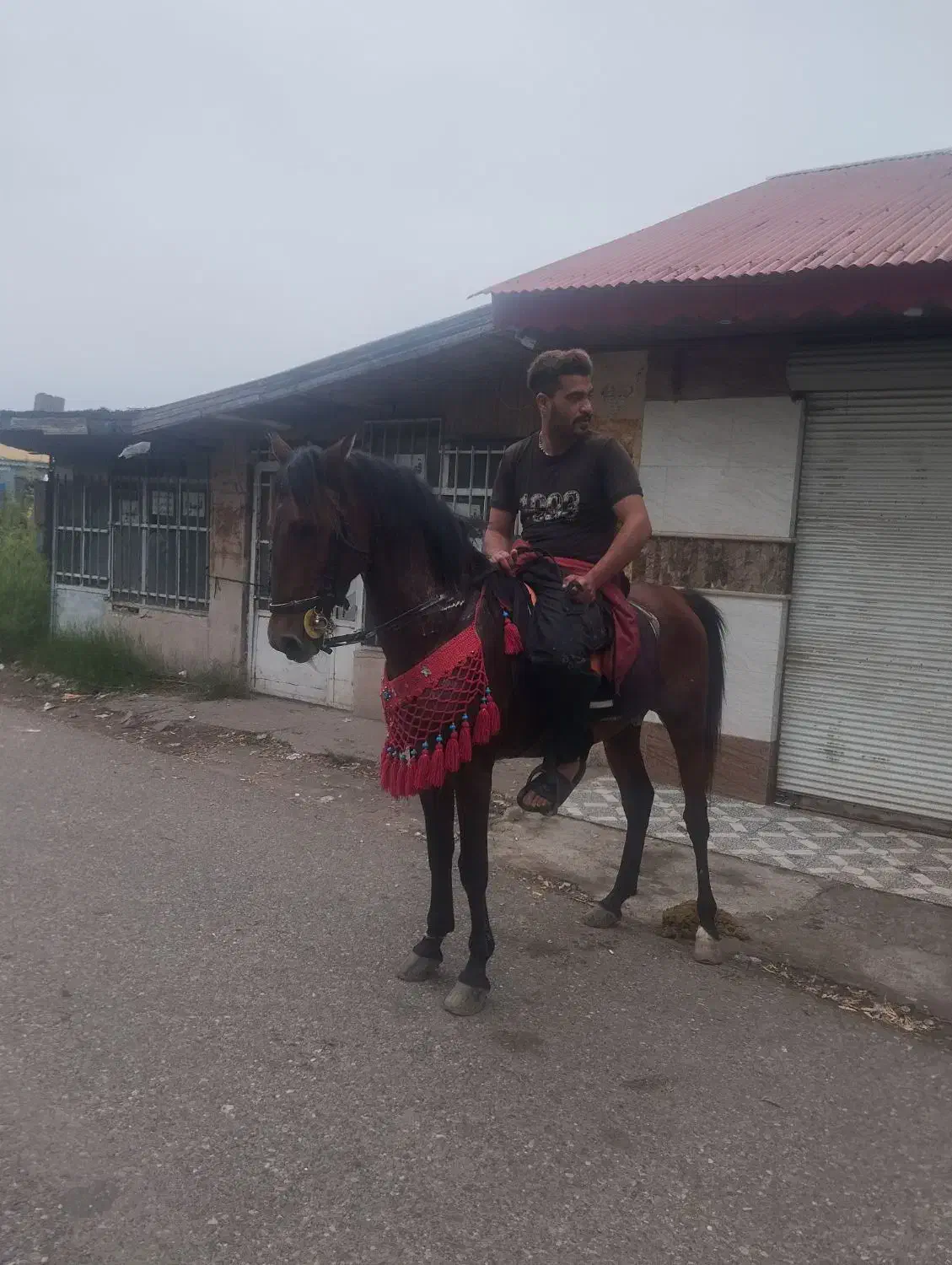 اسب دوخون|اسب و تجهیزات اسب‌سواری|کوچصفهان, |دیوار