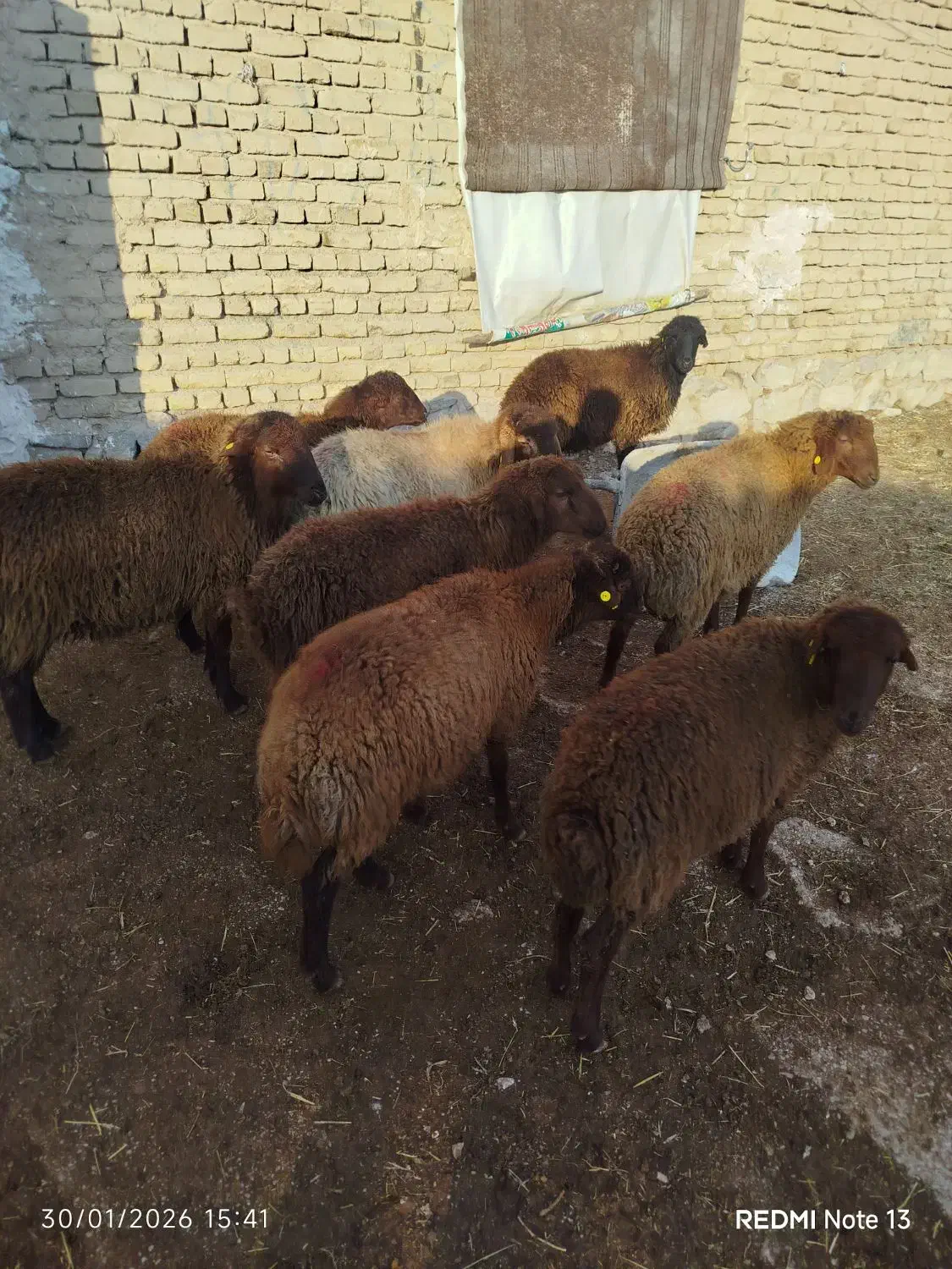 8عددبره نر هترو همه گله کرد|حیوانات مزرعه|بجنورد, |دیوار