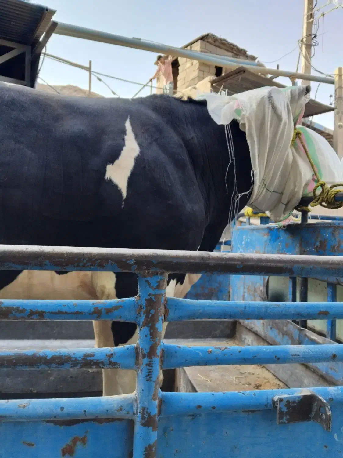 فروش گوساله بره بزعاله|خوردنی و آشامیدنی|جعفرآباد, |دیوار