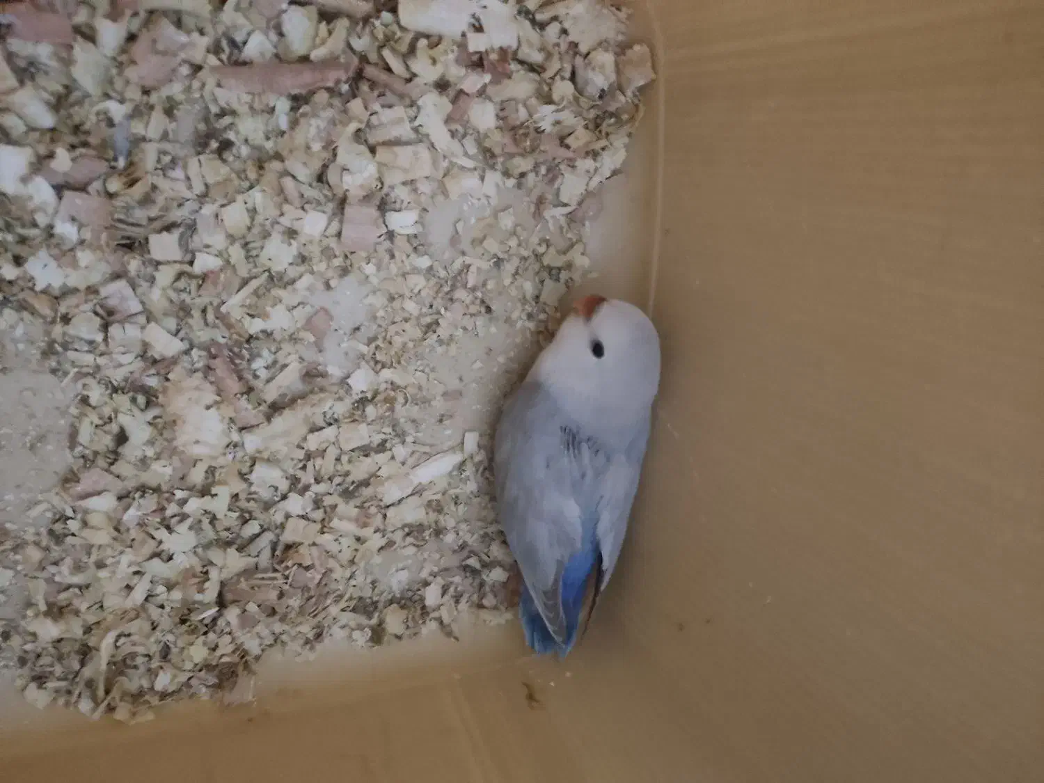 جوجه طوطی کوتوله سرلاکی|پرنده|زرند, |دیوار