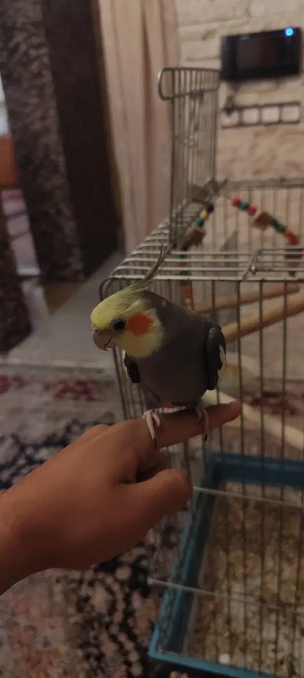 عروس هلندی|پرنده|شیراز, شهرک قمشه|دیوار