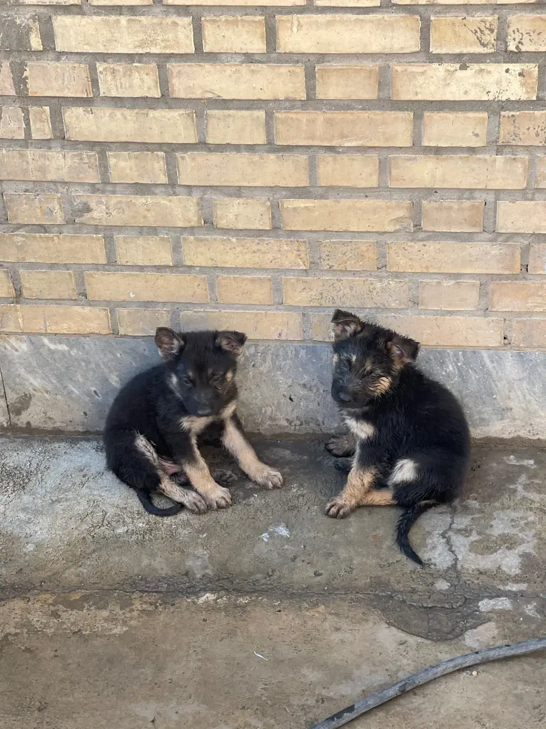 سگ ژرمن ۳ ماهه|سگ|شریف‌آباد, |دیوار