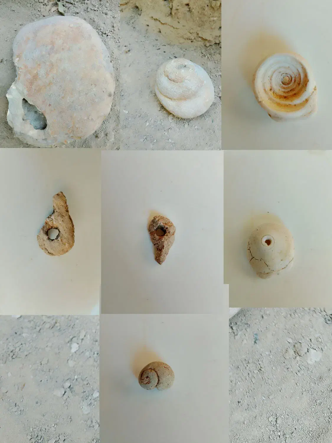 فسیل کلکسیونی|کلکسیون اشیاء عتیقه|شیراز, احمدی جنوبی|دیوار