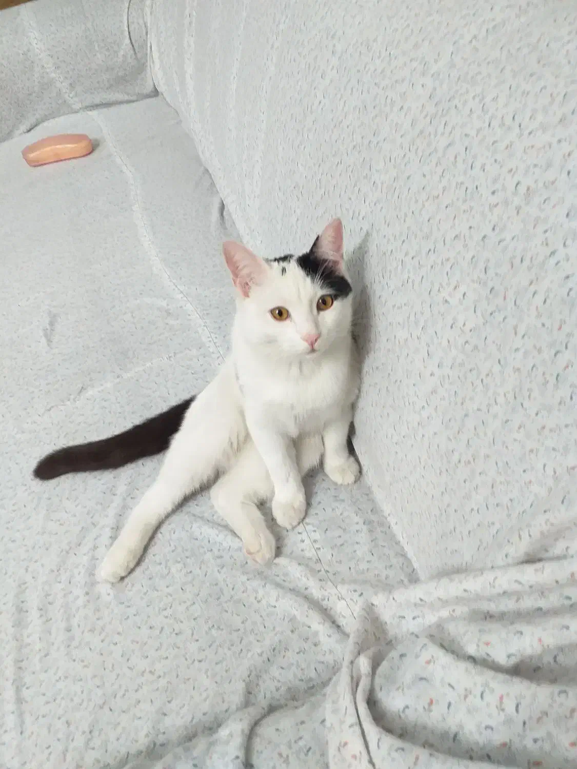 گربه نر هفت ماهه|گربه|فشم, |دیوار