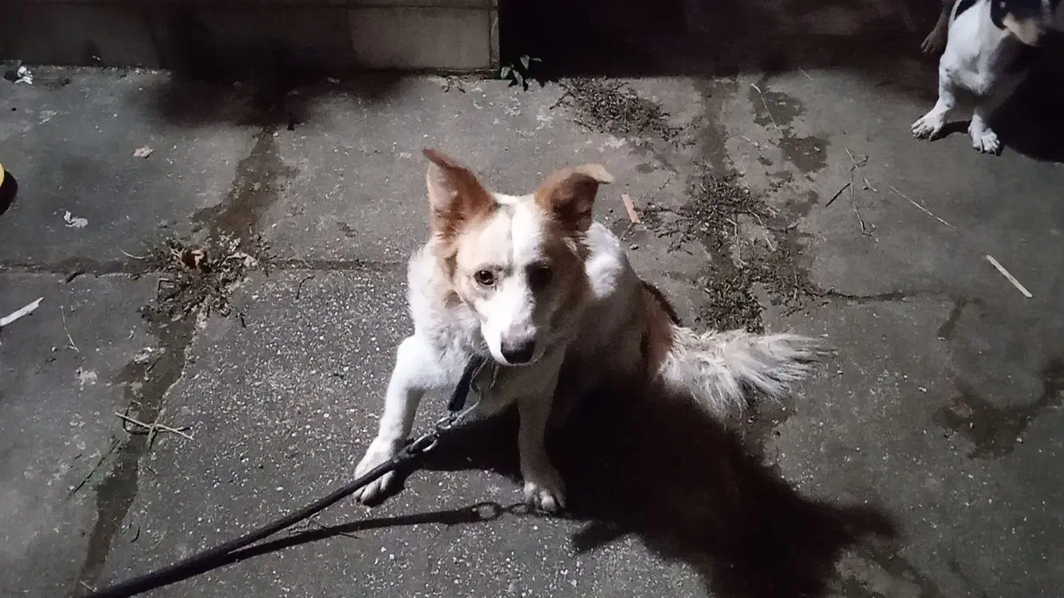 واگذاری سگ احساسی مهربون نژاد دار|سگ|رامسر, |دیوار