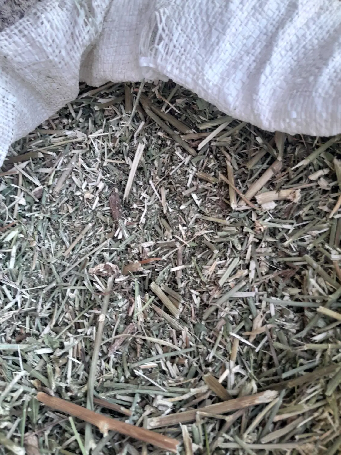 کاسنی|خوردنی و آشامیدنی|گلپایگان, |دیوار