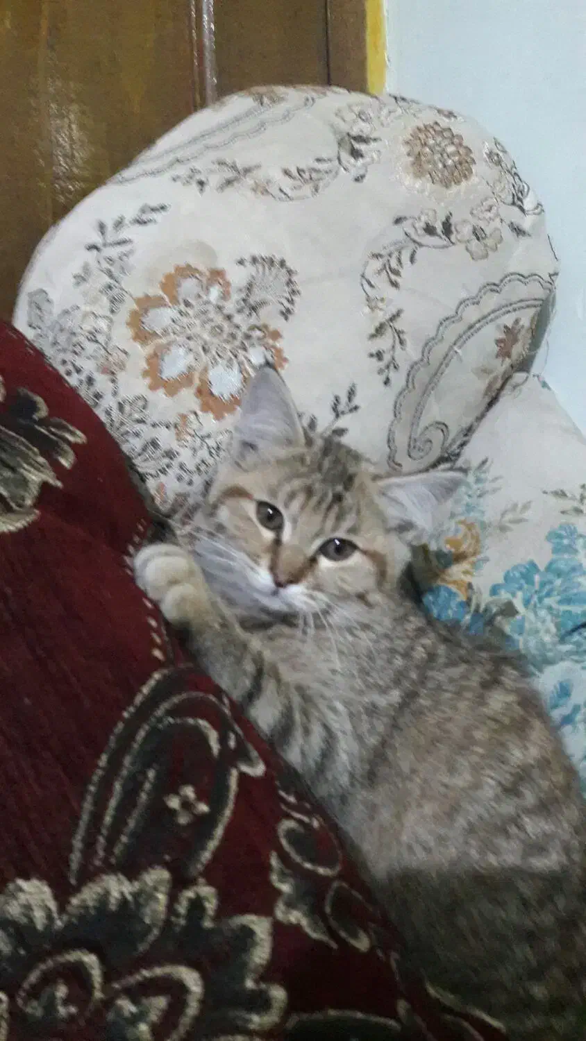 گربه واگزاری رایگان|گربه|فولادشهر, نوگوران|دیوار