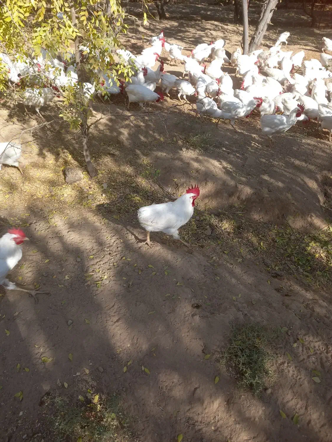 خروس سفید محلی|حیوانات مزرعه|جوین, |دیوار