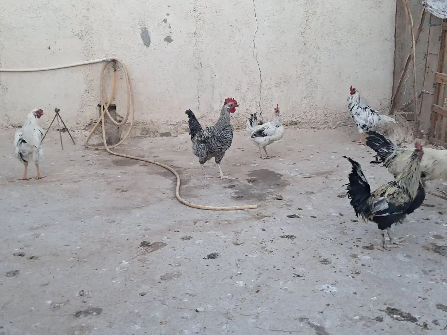 خروش گلین|حیوانات مزرعه|قم, مهدیه|دیوار