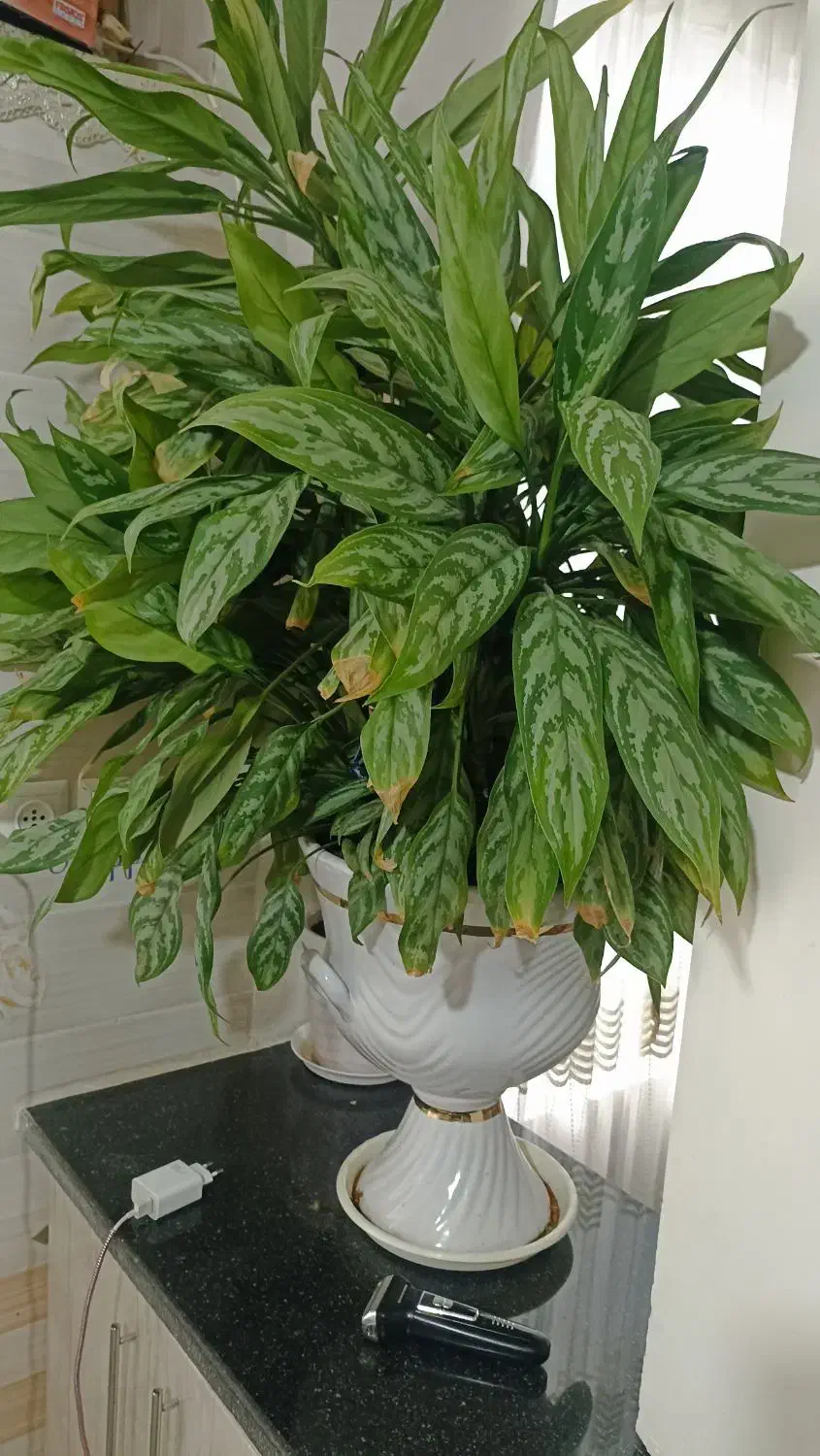 گل گیاه|گل و گیاه طبیعی|خاوه, |دیوار