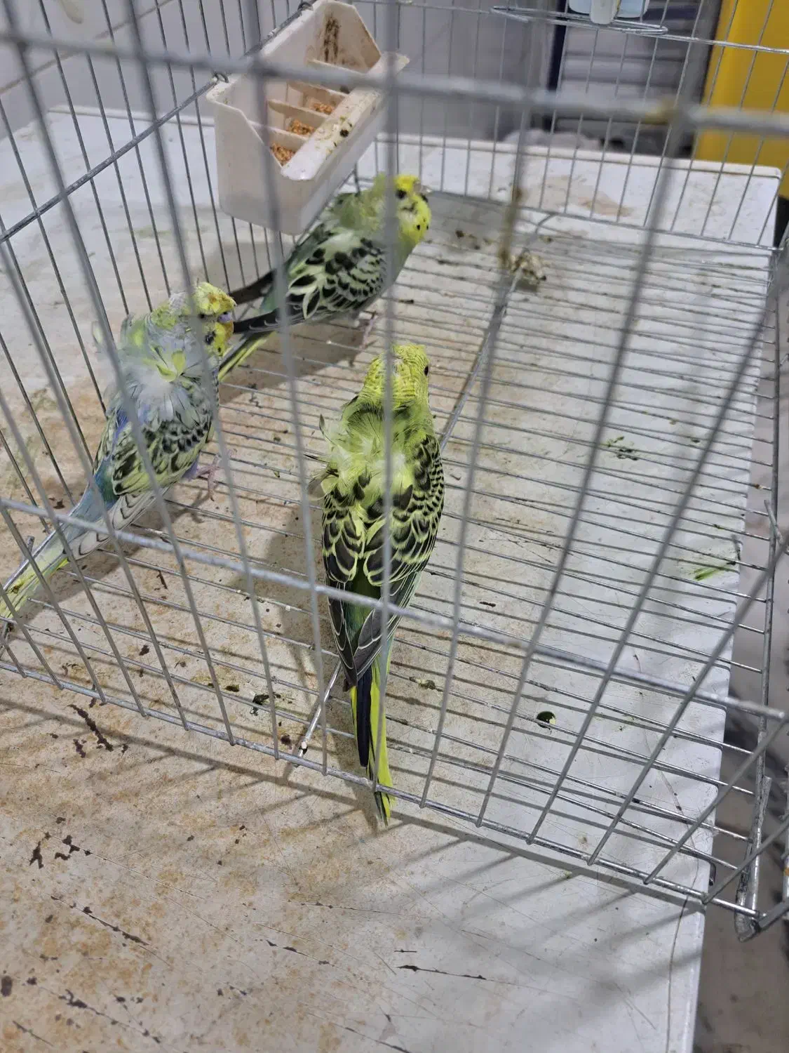 مرغ عشق  پروانه ای|پرنده|سراوان, |دیوار