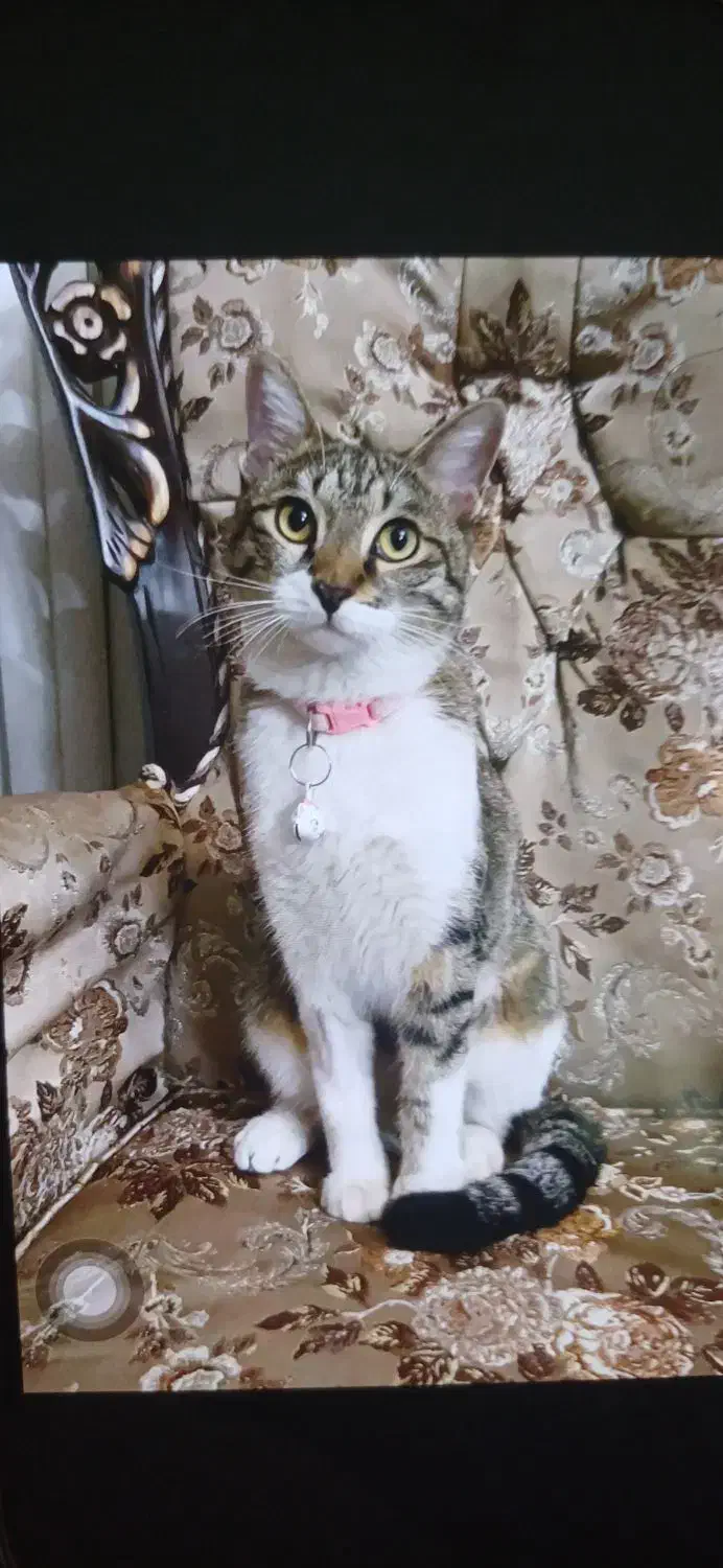 گربه گمشده|حیوانات|اصفهان, بهارستان|دیوار