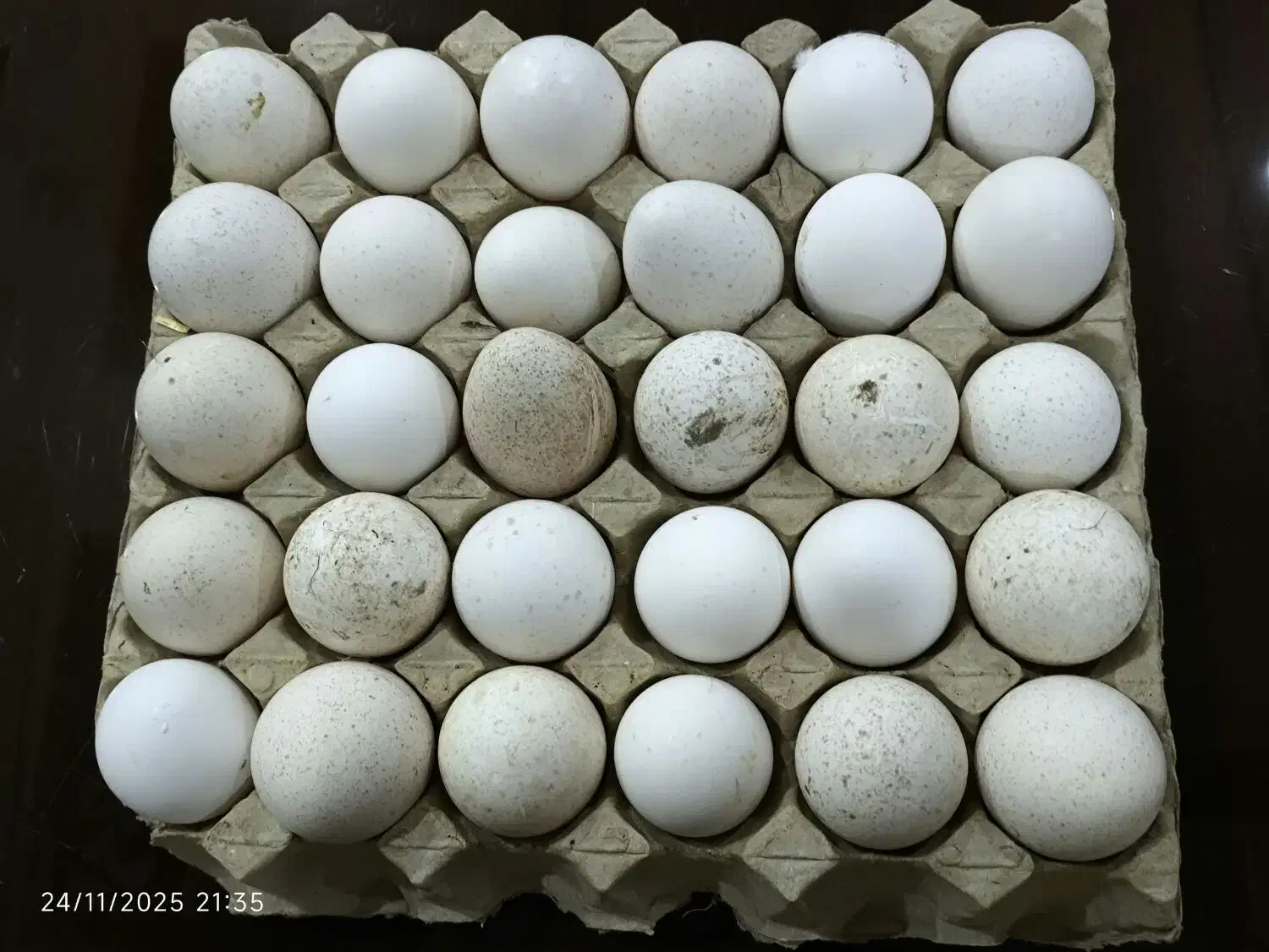 فروش تخم نطفه دار بوقلمون و غاز و مرغ|حیوانات مزرعه|دزفول, |دیوار