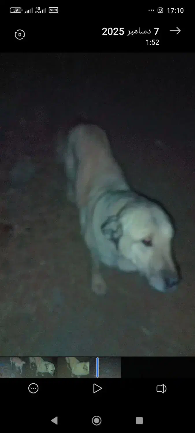 سگ سرابی ماده چهارساله|سگ|مشگین شهر, |دیوار