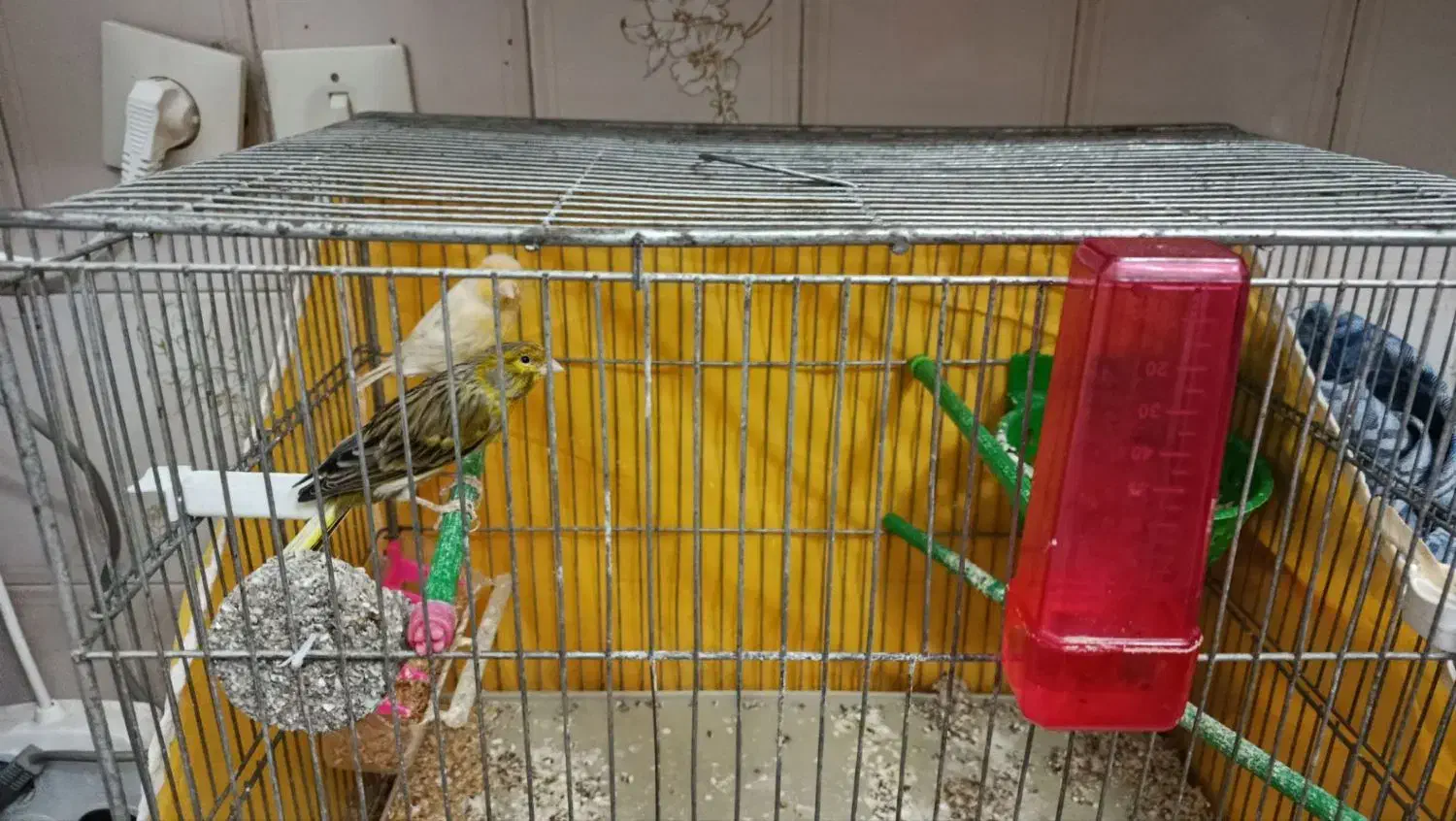 فنچ|پرنده|زنجان, |دیوار