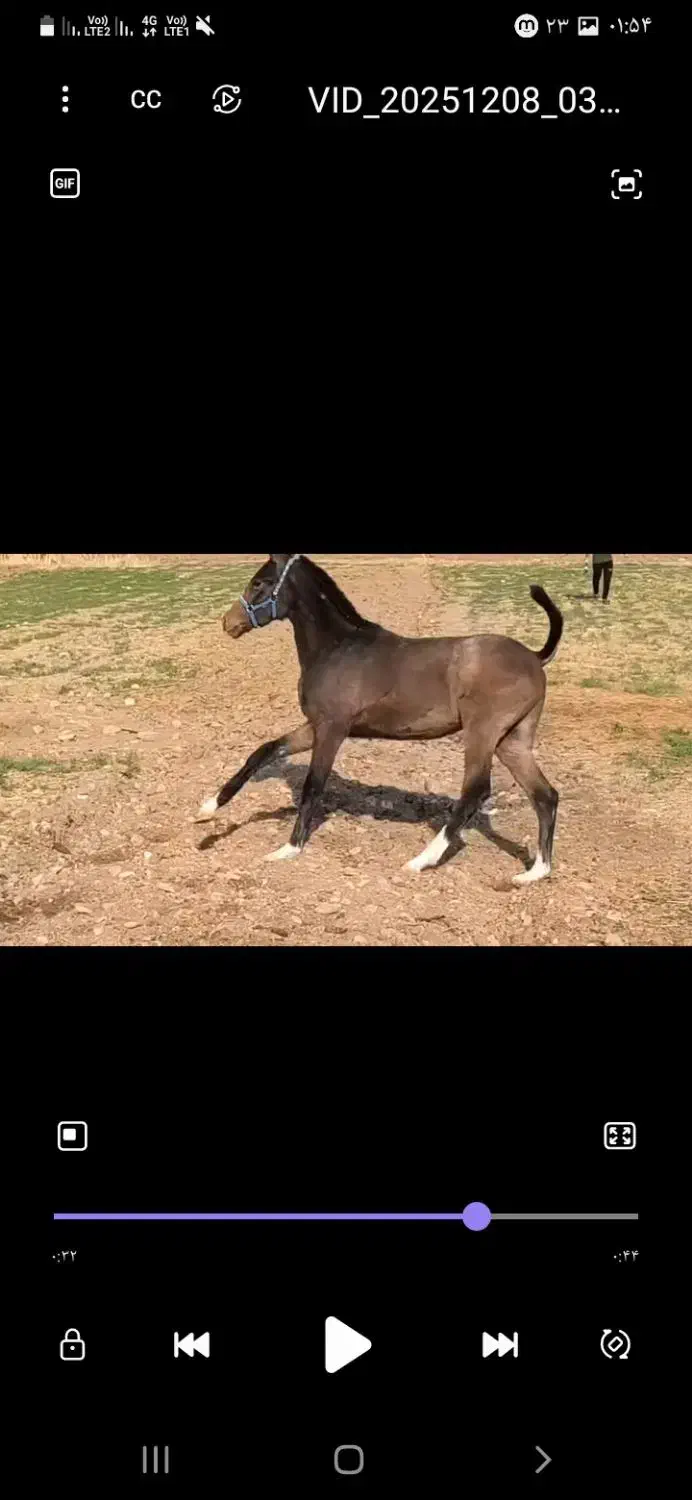 کره اسب|اسب و تجهیزات اسبسواری|ایلام, |دیوار