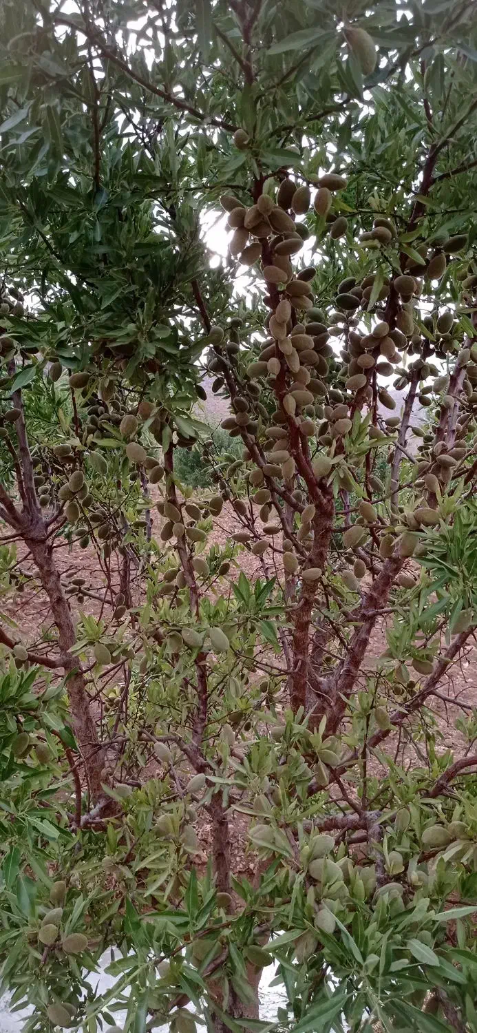 فروش بادام|عمده‌فروشی|شهرکرد, |دیوار