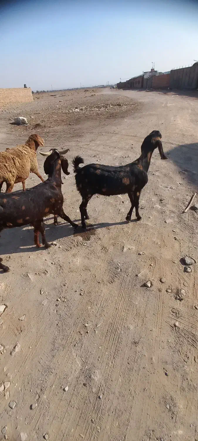 دوراس.بزچهل خال.یک زایید.ویک ابستن|حیوانات مزرعه|تربت جام, میان جام|دیوار