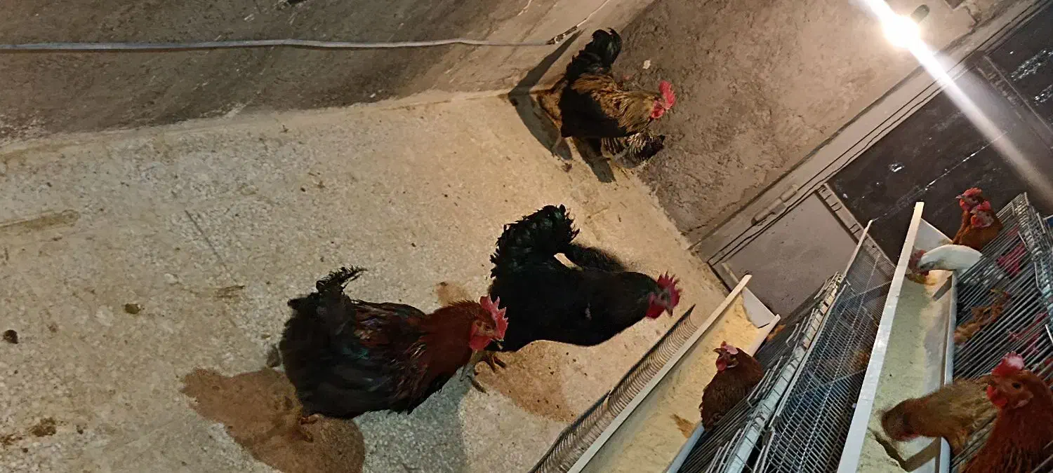 خروس بومی و محلی|حیوانات مزرعه|اصفهان, ارغوانیه|دیوار