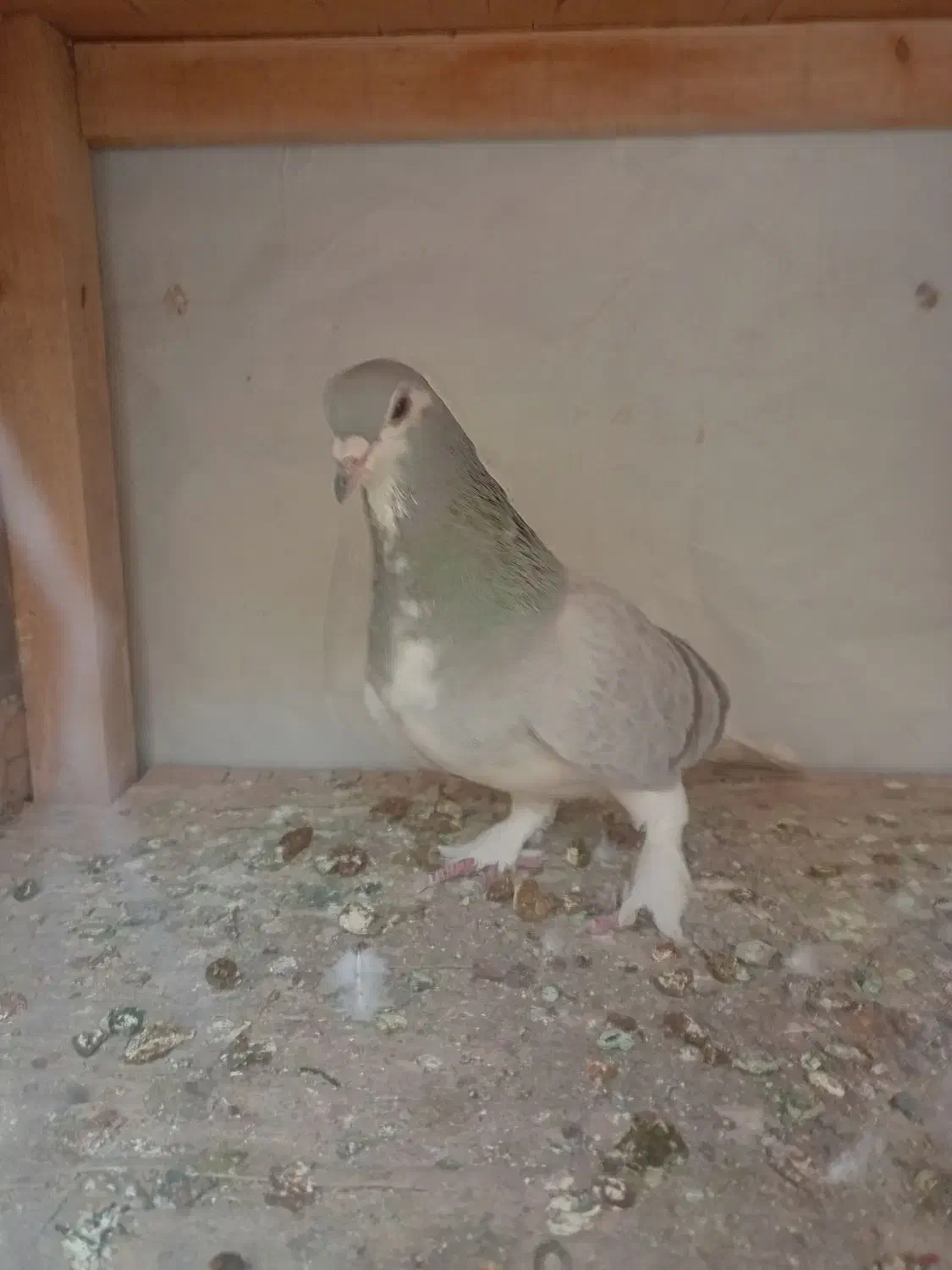 کبوترخرقه ابری|پرنده|اصفهان, شاهد|دیوار