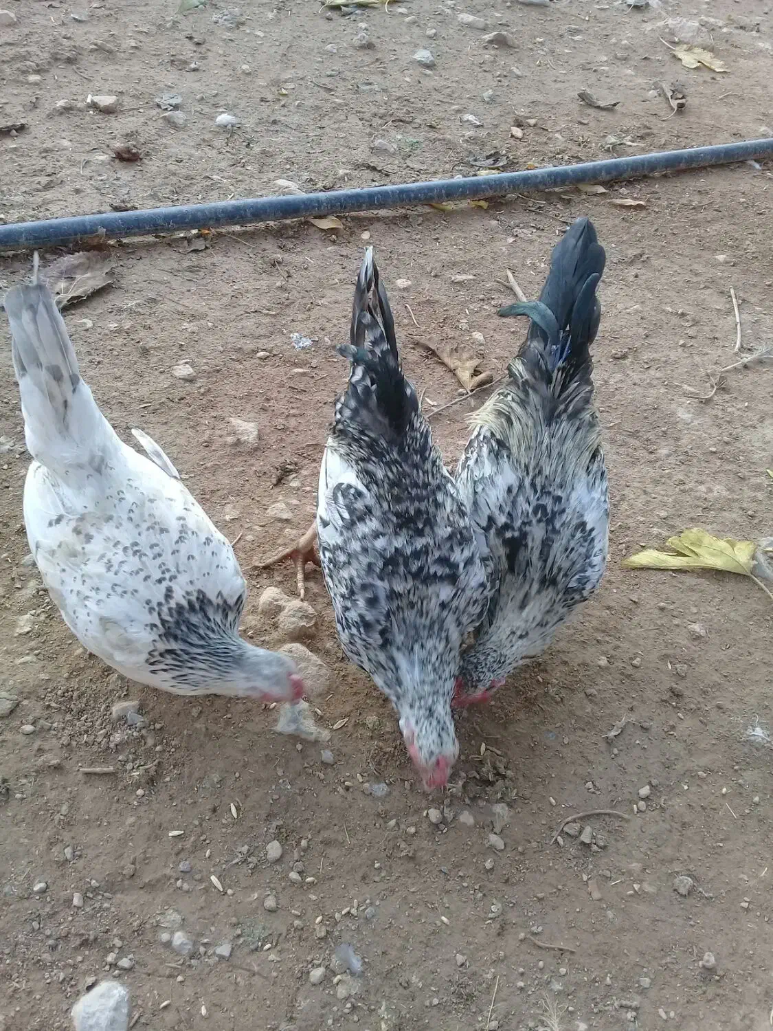 مرغ خروس مینیاتوری|حیوانات مزرعه|چگنی, |دیوار