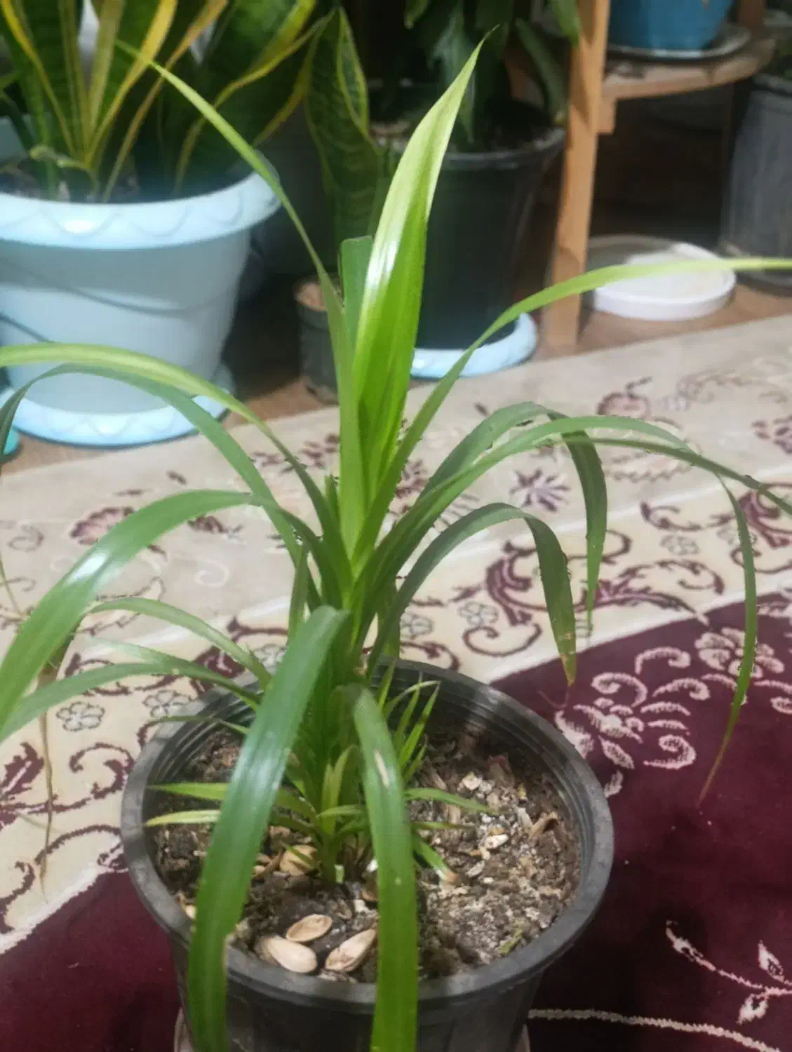 گل پاندانوس|گل و گیاه طبیعی|بومهن, |دیوار