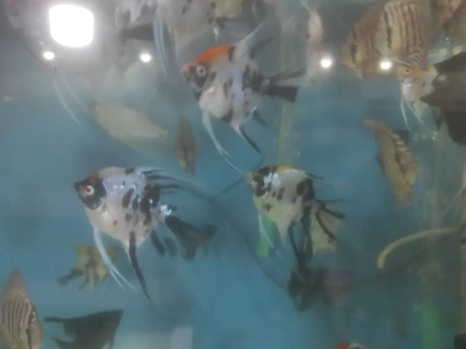 فروش انواع ماهی زینتی|ماهی|شاهینشهر, فردوسی|دیوار