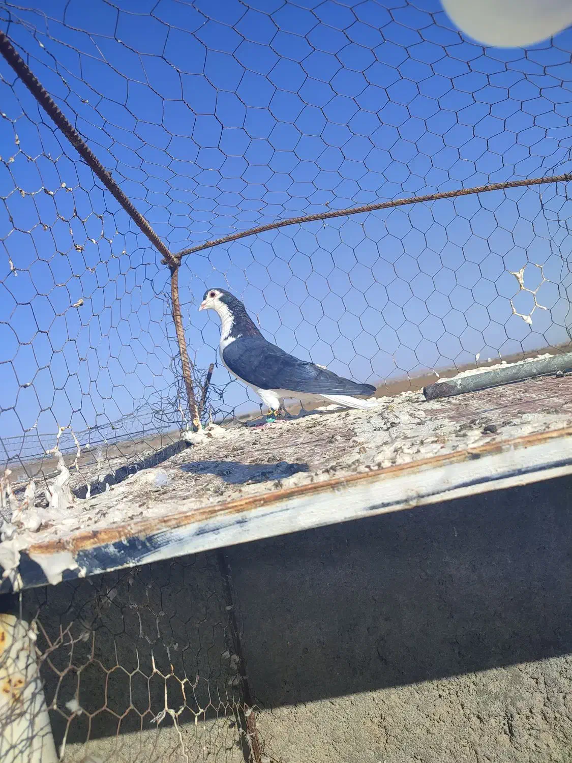 کبوتر|پرنده|مشهد, امیریه|دیوار