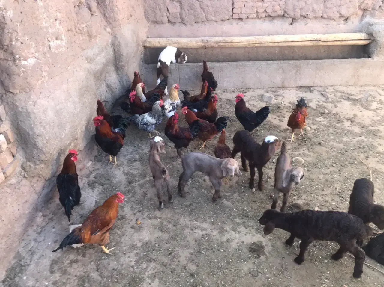 خروس|حیوانات مزرعه|باشتین, |دیوار