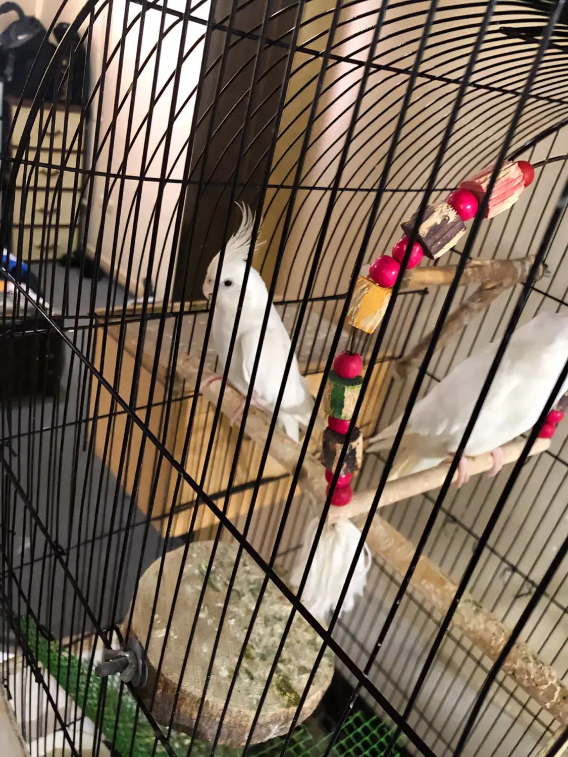 جفت عروس آلبینو|پرنده|رشت, رودباری|دیوار