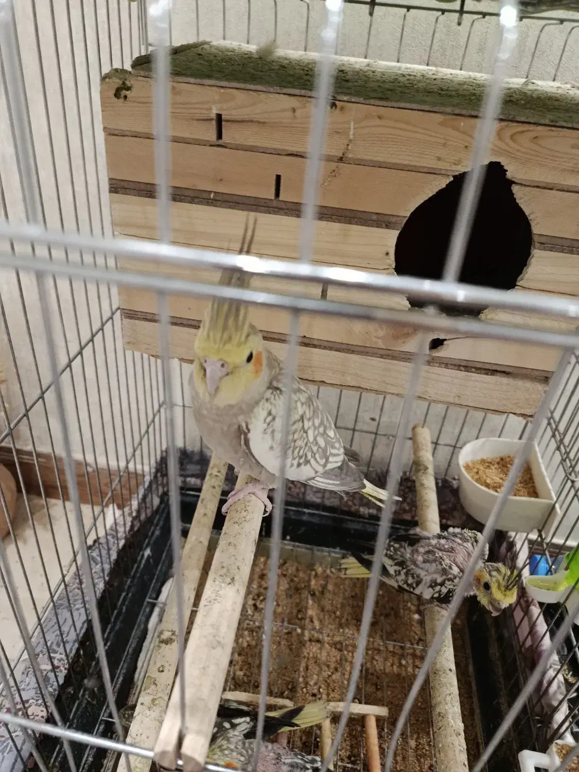 عروس هلندی گل باقالی نروماده سالم|پرنده|تهران, شهرک فردوس (حسینی)|دیوار