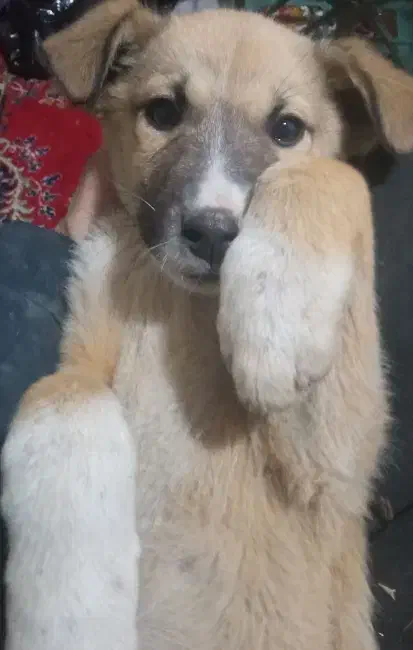 سگ بازیگوش|سگ|کرمانشاه, |دیوار