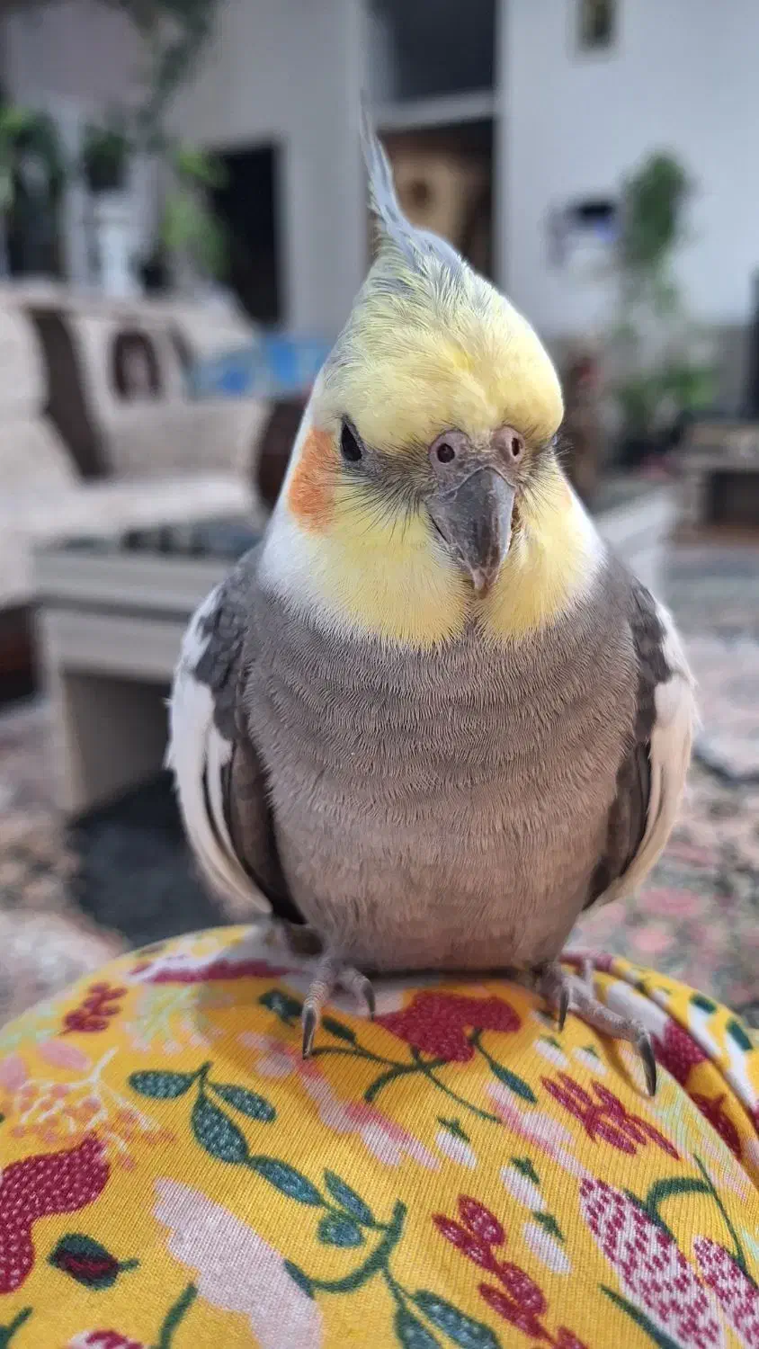 عروس هلندی گمشده|حیوانات|سمیرم, |دیوار