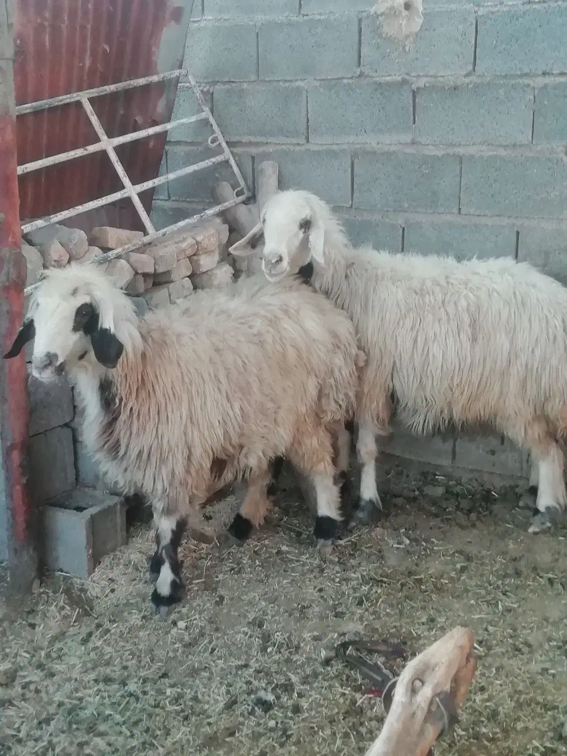 فروش میش بره کهره بز شیشک بختیاری شهر کردی|حیوانات مزرعه|کوار, |دیوار