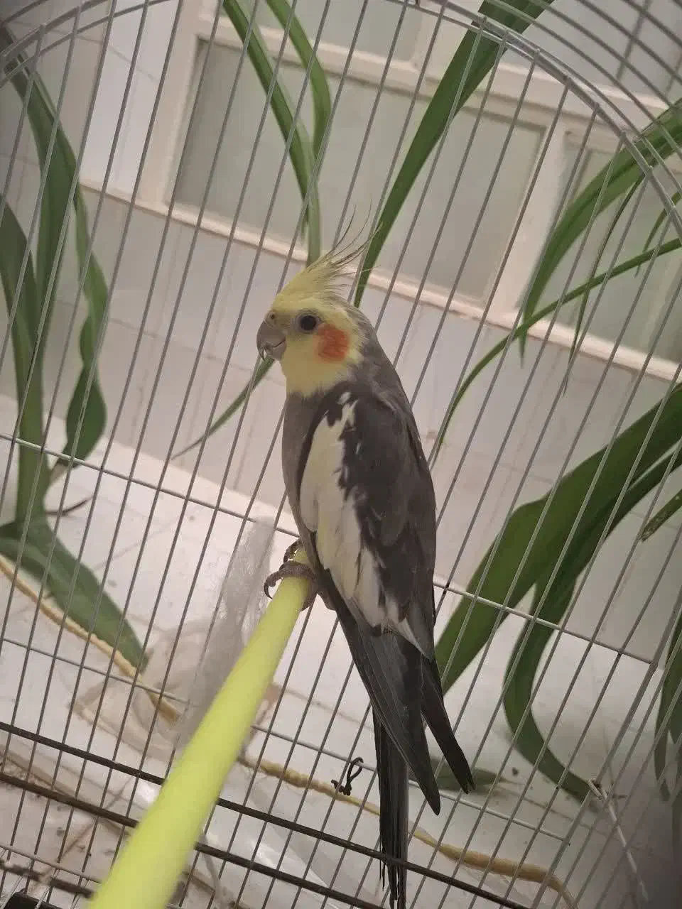 عروس هلندی نر بالغ|پرنده|بهاباد, |دیوار