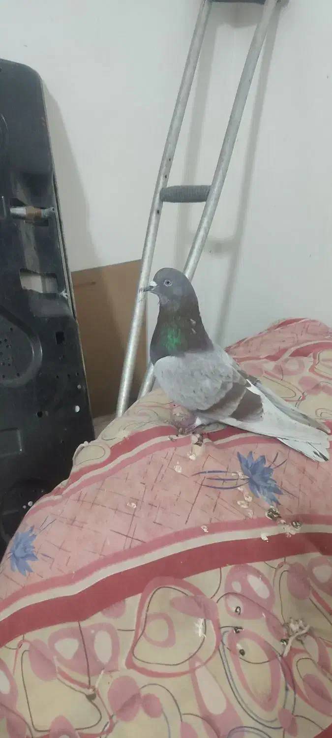 کفترگرو|پرنده|گرگان, |دیوار