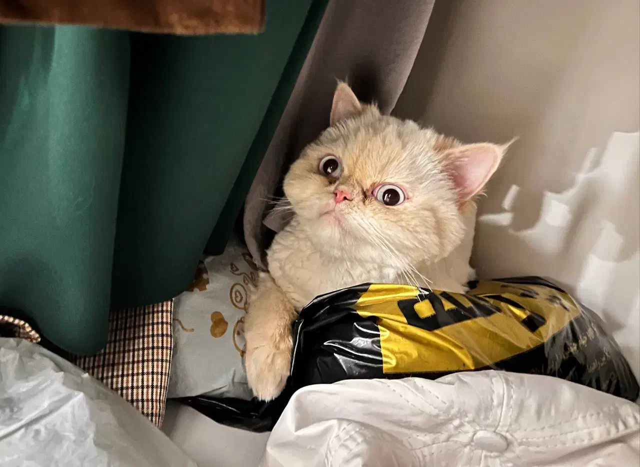 فروش گربه|گربه|مشهد, جاهد شهر|دیوار